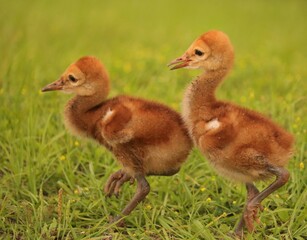 World's cutest sandhill crane colt chick baby