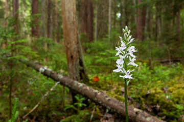 Moorland spotted orchid, Dactylorhiza maculata blooming in an Estonian old-growth forest