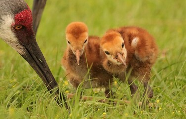 World's cutest sandhill crane colt chick baby