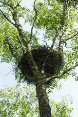 A large nest of Common buzzard, Buteo buteo in Estonian boreal forest