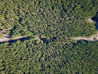 top down drone photo of trees