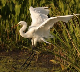 Great White Heron Flight of Fancy or Fancy Flight