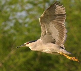 Black Crowned Night Heron flight of fancy 