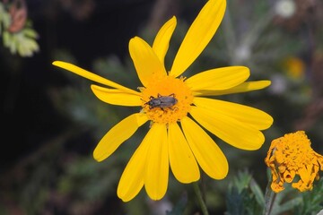 yellow flower in the garden