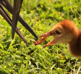 Sandhill crane family baby chicks colts getting fed by mom 