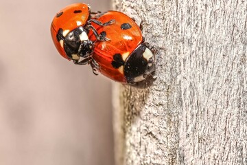 ladybird on a leaf