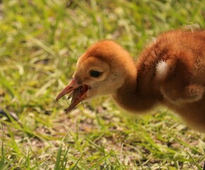 Adorable baby chick Sandhill Crane colt eating a bug 