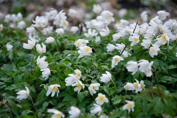 White delicate anemone flower in the spring garden