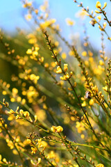 Fototapeta na wymiar Yellow flowers and rush-like phyllodes of the Australian Native Broom, Viminaria juncea, family Fabaceae, growing in Sydney heath. Endemic to moist temperate south west, and east coast of Australia