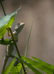 Closeup view of a Chameleon holding on to bamboo shoot