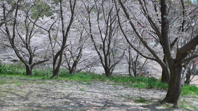 桜イメージ映像