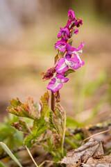 Hohler Lerchensporn (Corydalis cava) mit roter Blüte