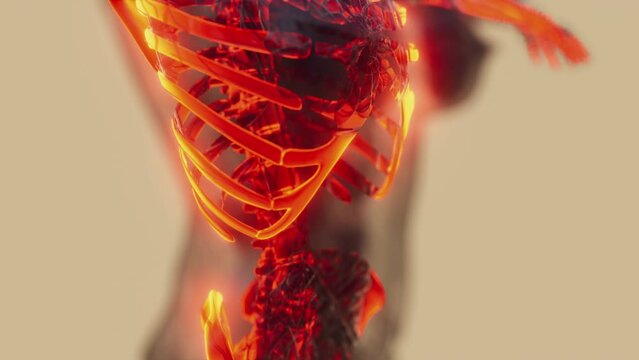 glow skeletal bones of human
