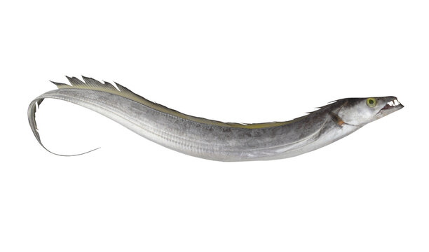 Ribbon fish or beltfish isolated on white background Stock Photo