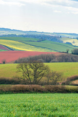 Fototapeta na wymiar Fields and Meadows over English Village, Berry Pomeroy, Devon, England, Europe