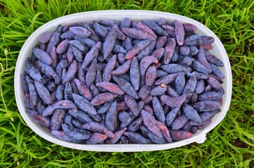 Woodbine ( honeysuckle ) fruits. First berries in the garden.