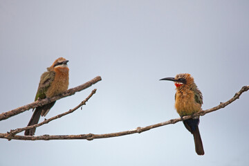 White Fronted Bee-Eater Merops bullockoides 15202