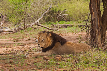 Single Male Lion 14811