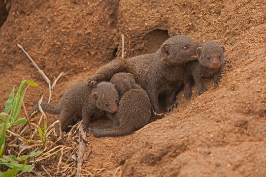 Dwarf Mongoose (Helogale parvula) 13826