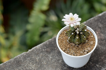 Cactus gymno calicium, creamy white flowers, in pots, focus on flowers. Gymnocalycium Mihanovichii Variegata cactus in pot, white flowers blooming on top of Gymnocalycium mihanovichii cactus