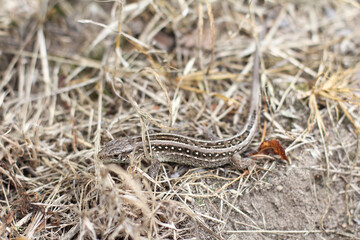 small garden lizard in dry grass close-up. camouflage in natural habitat