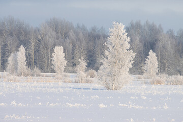 Frosty Silver birch trees on a snowy field during a cold winter day in Estonia 