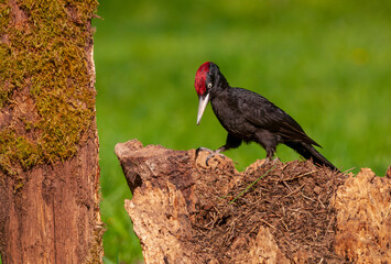 Black woodpecker, Dryocopus martius perched on old dry branch.