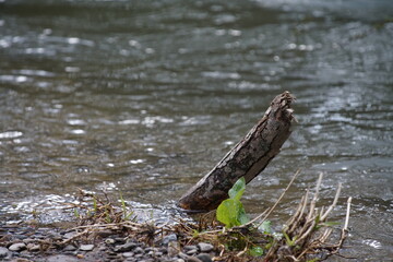 Hochwasser in einem Fluss, Zeichen des Klimawandels und der Klimafolgen