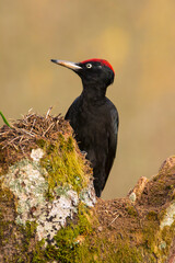 Black woodpecker, Dryocopus martius perched on old dry branch.