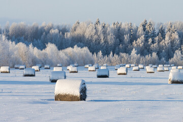 Lots of snow-covered hay bales on a field during a crispy cold winter evening in Estonia, Northern...
