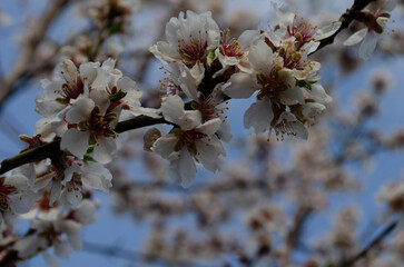 Almond flowers Prunus dulcis on a tree on a Sunny day in garden