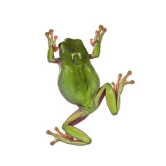 Top view of Green tree frog aka Ranoidea caerulea. Isolated on a white background.