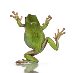 Deurstickers Backside view of jumping Green tree frog aka Ranoidea caerulea. Isolated on a white background. © Nynke