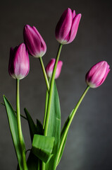 Slender spring tulips bloom outdoors