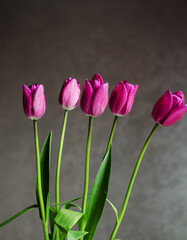 Slender spring tulips bloom outdoors