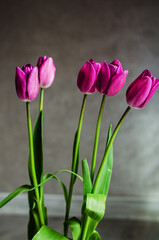 Slender spring tulips bloom outdoors