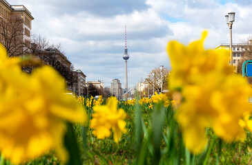 Daffodils on the middle lane of Karl-Marx-Allee in Berlin-Friedrichshain, Germany - 498059767