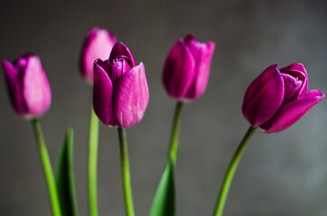 Slender spring tulips bloom outdoors