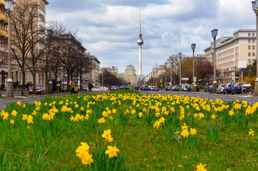 Daffodils on the middle lane of Karl-Marx-Allee in Berlin-Friedrichshain, Germany - 498059799