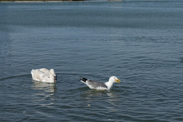 swans on the sea and seagulls 