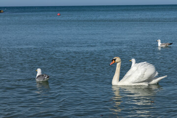 family of swans at meals 