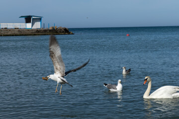 seagull flying over the sea