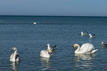 family of swans at meals 