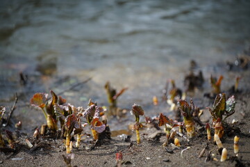 Hochwasser in einem Fluss mit Blättern von wachsenden Pflanzen