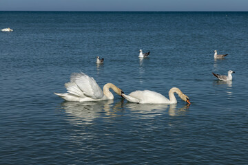 family of swans at meals 