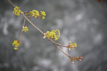 Frühling in der Natur mit jung wachsendem Spitzahorn und dessen Blüte im Detail,  (Acer platanoides)