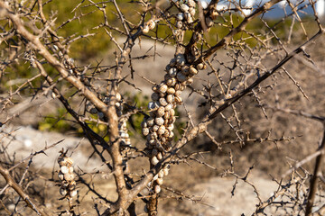 Branches of a plant without any leaves, a bunch of snails attached to the branch