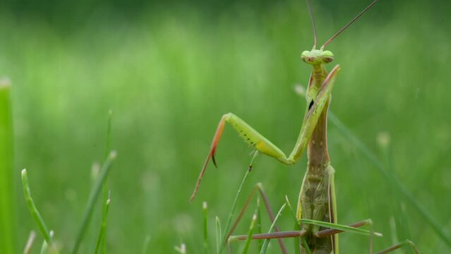 Close-up of a praying mantis on green grass. Praying mantis is an insect that belongs to the order Mantodea