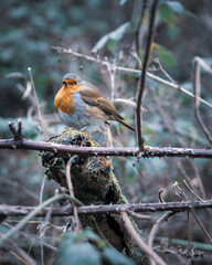 Robin red breast on a branch