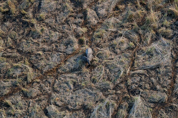 Botswana Elephant on the Okavango Delta from the air